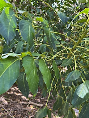 APII jpeg image of Polyscias cissodendron  © contact APII