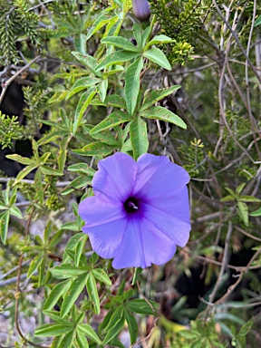 APII jpeg image of Ipomoea cairica  © contact APII