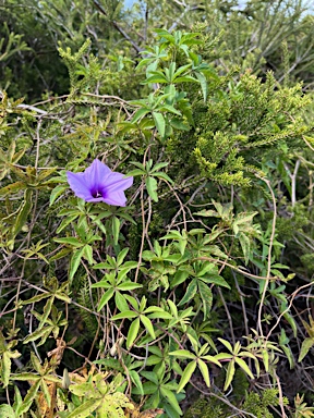 APII jpeg image of Ipomoea cairica  © contact APII