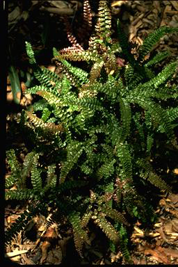 APII jpeg image of Adiantum hispidulum  © contact APII