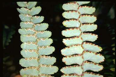 APII jpeg image of Adiantum silvaticum  © contact APII