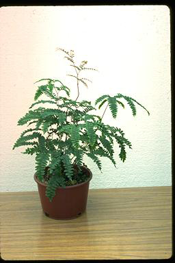 APII jpeg image of Adiantum silvaticum  © contact APII