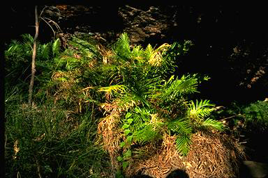 APII jpeg image of Blechnum orientale  © contact APII