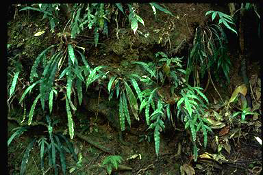 APII jpeg image of Blechnum patersonii  © contact APII