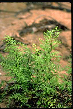 APII jpeg image of Cheilanthes austrotenuifolia  © contact APII