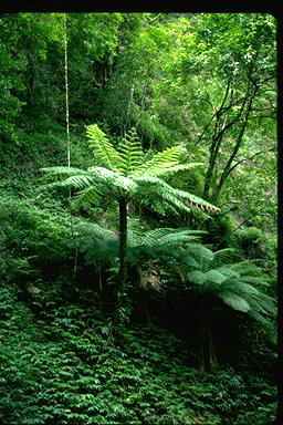 APII jpeg image of Cyathea brownii  © contact APII