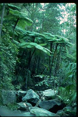 APII jpeg image of Cyathea cooperi  © contact APII