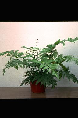 APII jpeg image of Cyathea leichardtiana  © contact APII