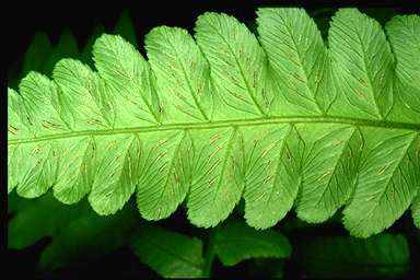 APII jpeg image of Diplazium dilatatum  © contact APII