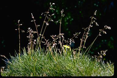 APII jpeg image of Poa fawcettiae  © contact APII