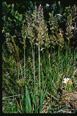 APII jpeg image of Trisetum spicatum  © contact APII