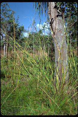 APII jpeg image of Heteropogon triticeus  © contact APII