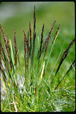 APII jpeg image of Agrostis muelleriana  © contact APII
