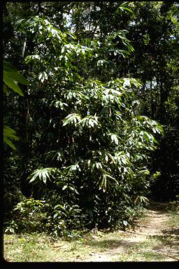 APII jpeg image of Bambusa forbesii  © contact APII