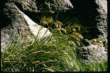 APII jpeg image of Chionochloa frigida  © contact APII