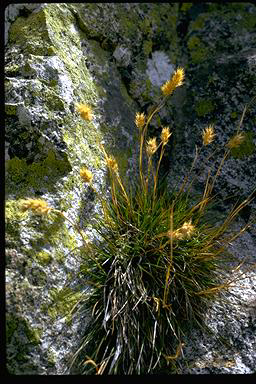 APII jpeg image of Austrodanthonia alpicola  © contact APII