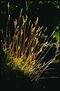 APII jpeg image of Rytidosperma nivicolum  © contact APII