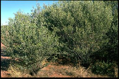 APII jpeg image of Acacia kempeana  © contact APII