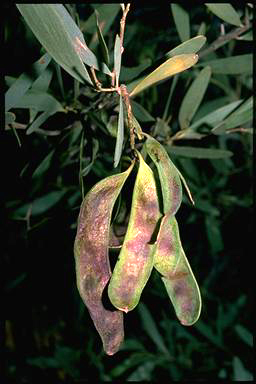 APII jpeg image of Acacia kempeana  © contact APII