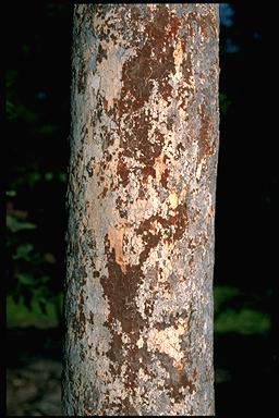APII jpeg image of Corymbia bleeseri  © contact APII