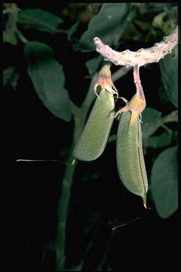 APII jpeg image of Crotalaria cunninghamii  © contact APII