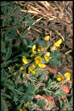 APII jpeg image of Crotalaria smithiana  © contact APII