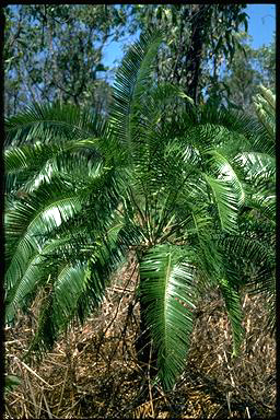 APII jpeg image of Cycas armstrongii  © contact APII