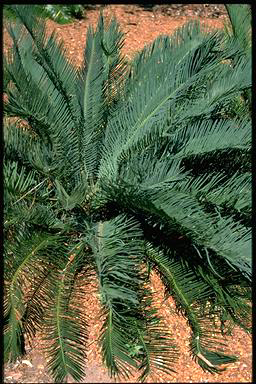 APII jpeg image of Cycas ophiolitica  © contact APII