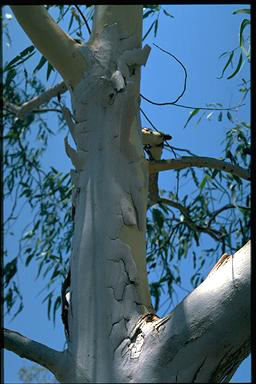 APII jpeg image of Eucalyptus alba  © contact APII