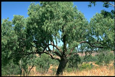 APII jpeg image of Eucalyptus microtheca  © contact APII