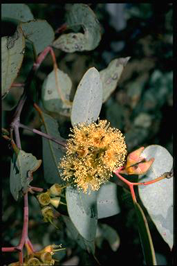 APII jpeg image of Eucalyptus socialis  © contact APII