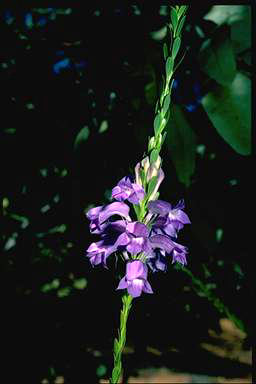 APII jpeg image of Eremophila christopheri  © contact APII