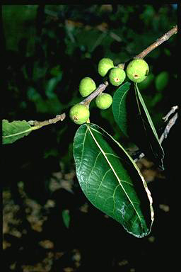 APII jpeg image of Ficus opposita  © contact APII