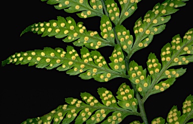 APII jpeg image of Lastreopsis acuminata  © contact APII