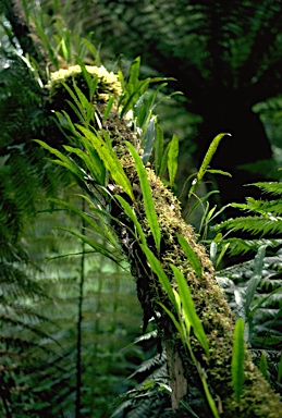 APII jpeg image of Zealandia pustulata subsp. pustulata  © contact APII