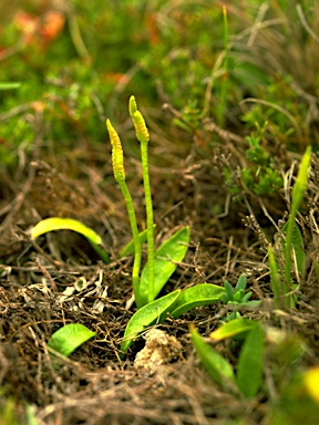 APII jpeg image of Ophioglossum lusitanicum subsp. coriaceum  © contact APII