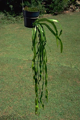 APII jpeg image of Ophioglossum pendulum  © contact APII