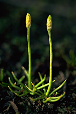 APII jpeg image of Phylloglossum drummondii  © contact APII