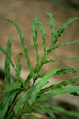 APII jpeg image of Pteris umbrosa  © contact APII