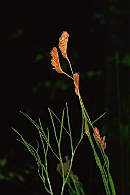 APII jpeg image of Schizaea bifida  © contact APII