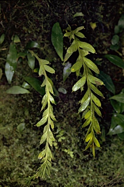 APII jpeg image of Tmesipteris truncata  © contact APII