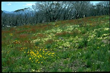 APII jpeg image of Ranunculus,<br/>Stellaria pungens,<br/>Acetosella vulgaris  © contact APII
