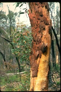 APII jpeg image of Eucalyptus rossii  © contact APII