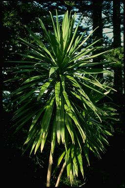 APII jpeg image of Cordyline obtecta  © contact APII