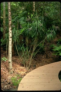 APII jpeg image of Cordyline stricta  © contact APII