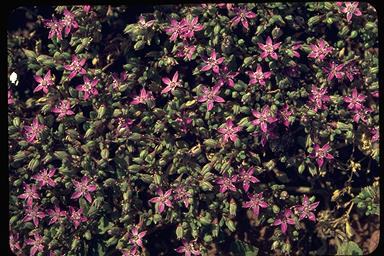 APII jpeg image of Trianthema oxycalyptra  © contact APII