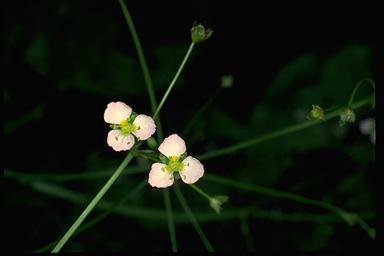 APII jpeg image of Alisma plantago-aquatica  © contact APII