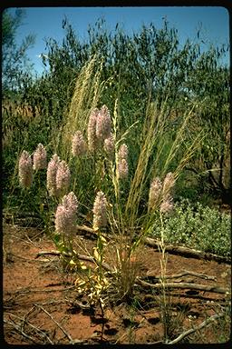 APII jpeg image of Ptilotus nobilis subsp. nobilis  © contact APII