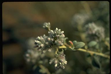 APII jpeg image of Ptilotus obovatus var. obovatus  © contact APII