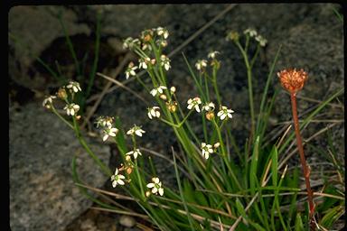 APII jpeg image of Oschatzia cuneifolia  © contact APII